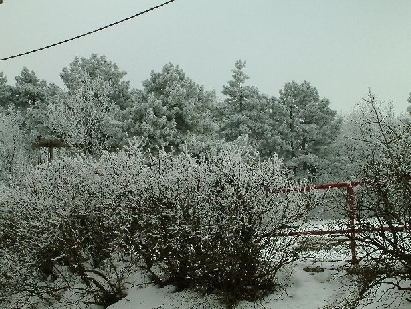 Schneebedeckt die B&auml;ume am Szecheny h&eacute;gy