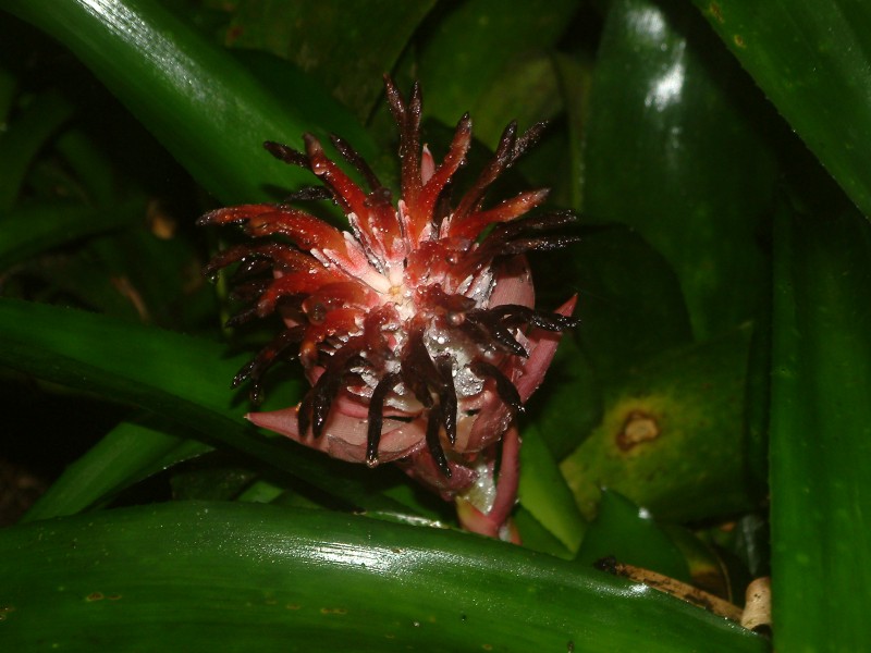 Orchidee