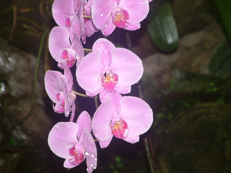 Orchideenbl�ten