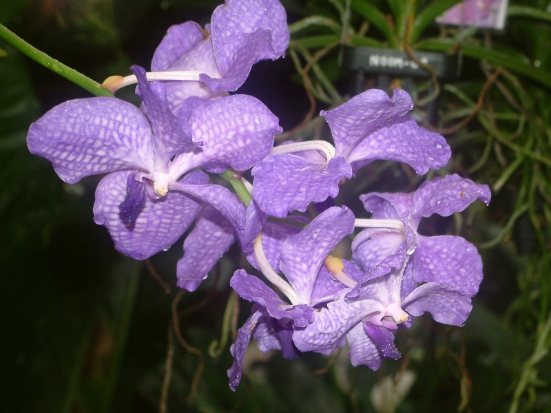 Lila Orchidee