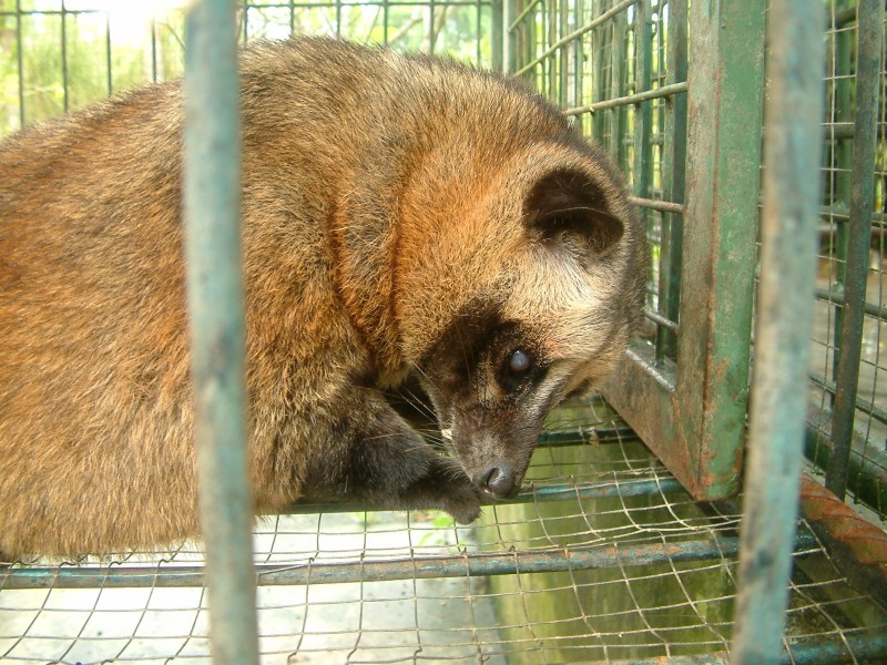 Luwak