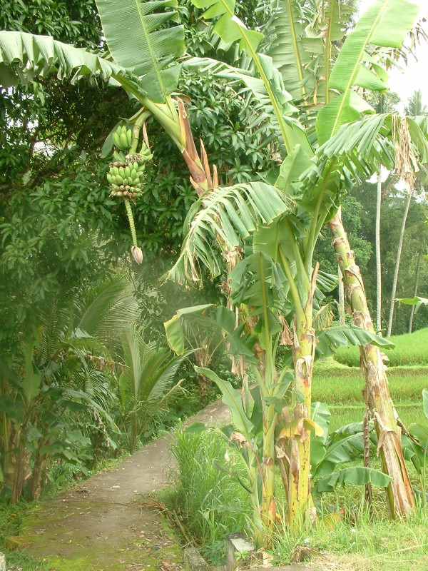 Bananenbaum