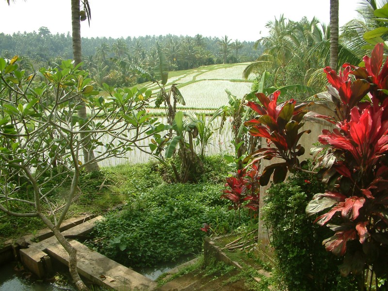 Tropische Vegetation