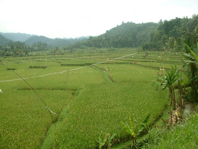 Reifender Reis