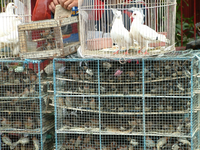 Der Vogelh�ndler