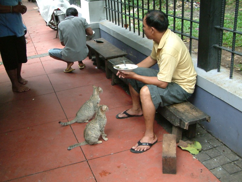 Hungrige Katzen
