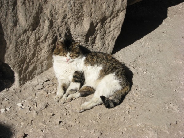 Katze