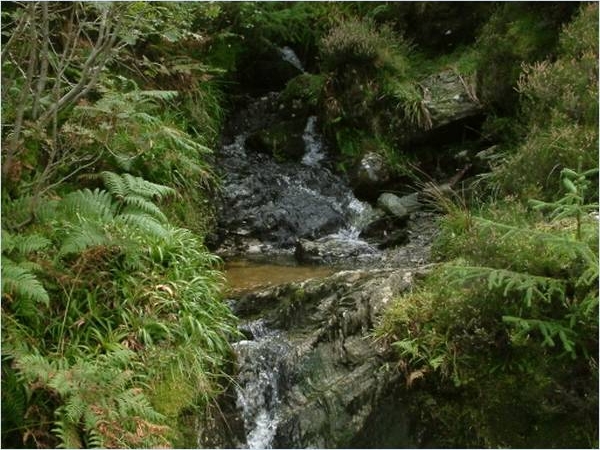 Argyll Forest Park