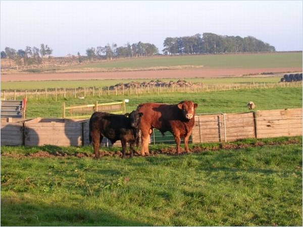 Farm bei Kirriemuir