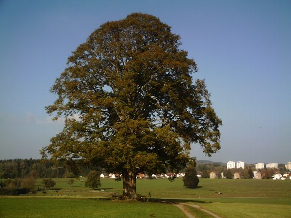 Baum