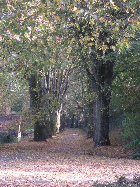 Allee
